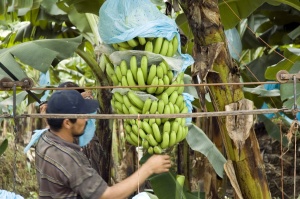Banana_Plantation_Large